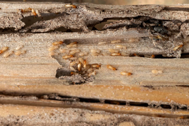 Best Affordable Pest Control Services  in Stanford, CA